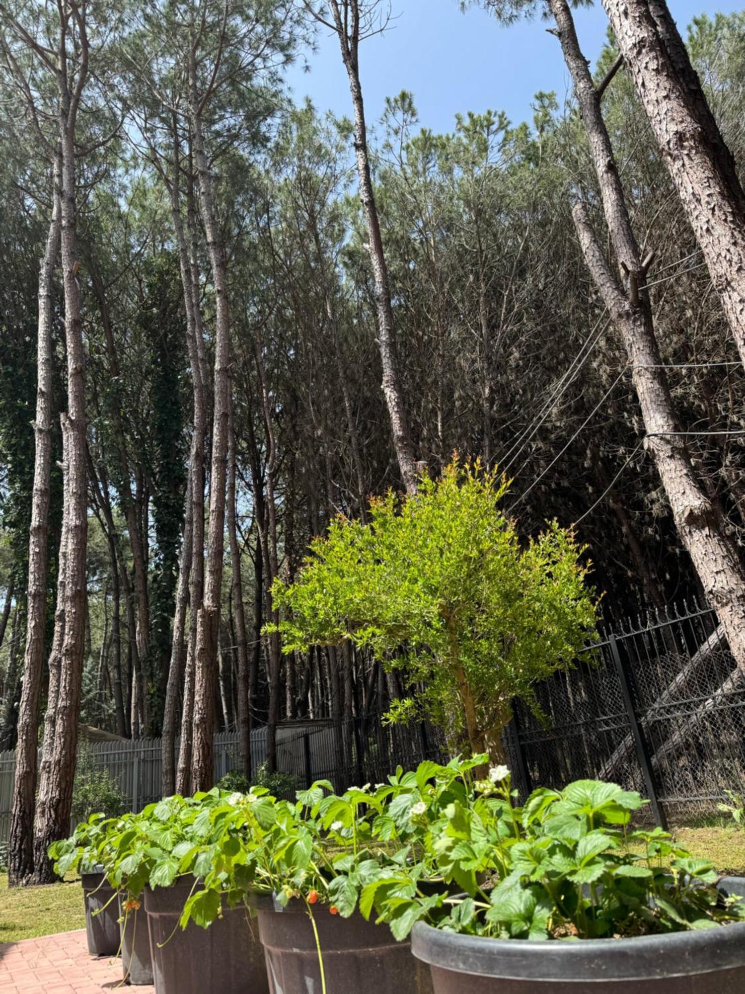 Forest Cottage - Middle Of Forest & Near The Beach Golem  Esterno foto
