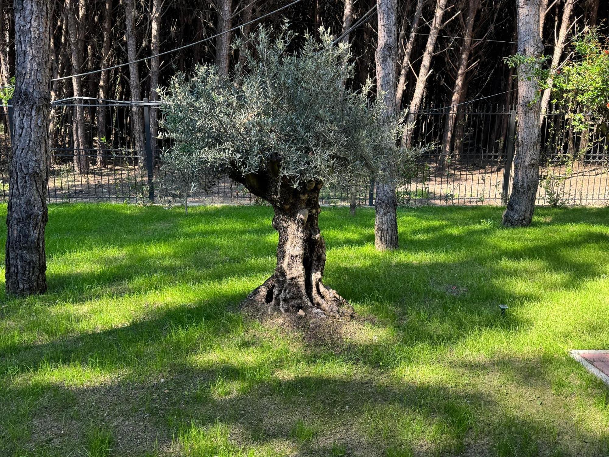 Forest Cottage - Middle Of Forest & Near The Beach Golem  Esterno foto